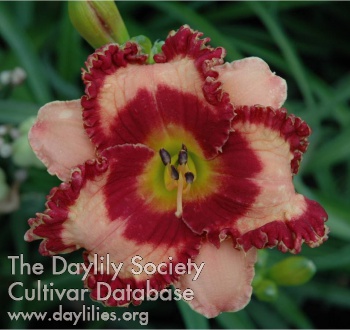 Daylily An Easy Call